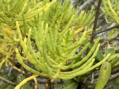 Salicornia fruticosa