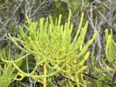 Salicornia fruticosa