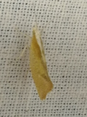 Ypsolopha lucella