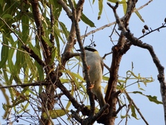 Melithreptus gularis
