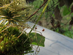 Marasmius curreyi