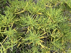 Salicornia fruticosa