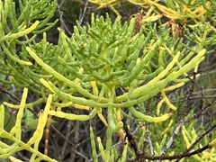 Salicornia fruticosa