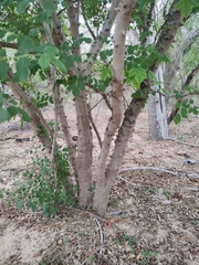 Zanthoxylum arborescens