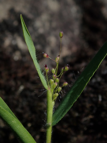 Image of Dichanthelium acuminatum by (c) Nolan Exe, some rights reserved (CC BY)