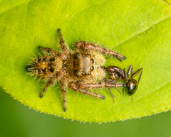 Phidippus audax
