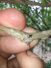 Zanthoxylum arborescens