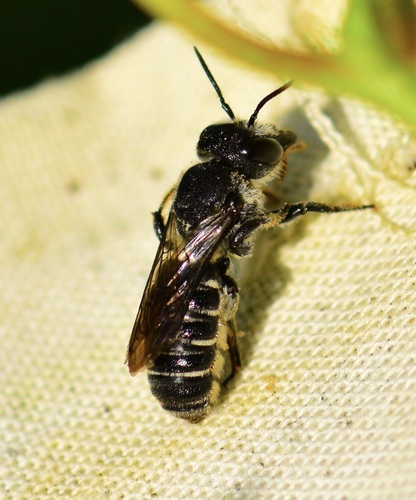 Bellflower Resin Bee photo 3