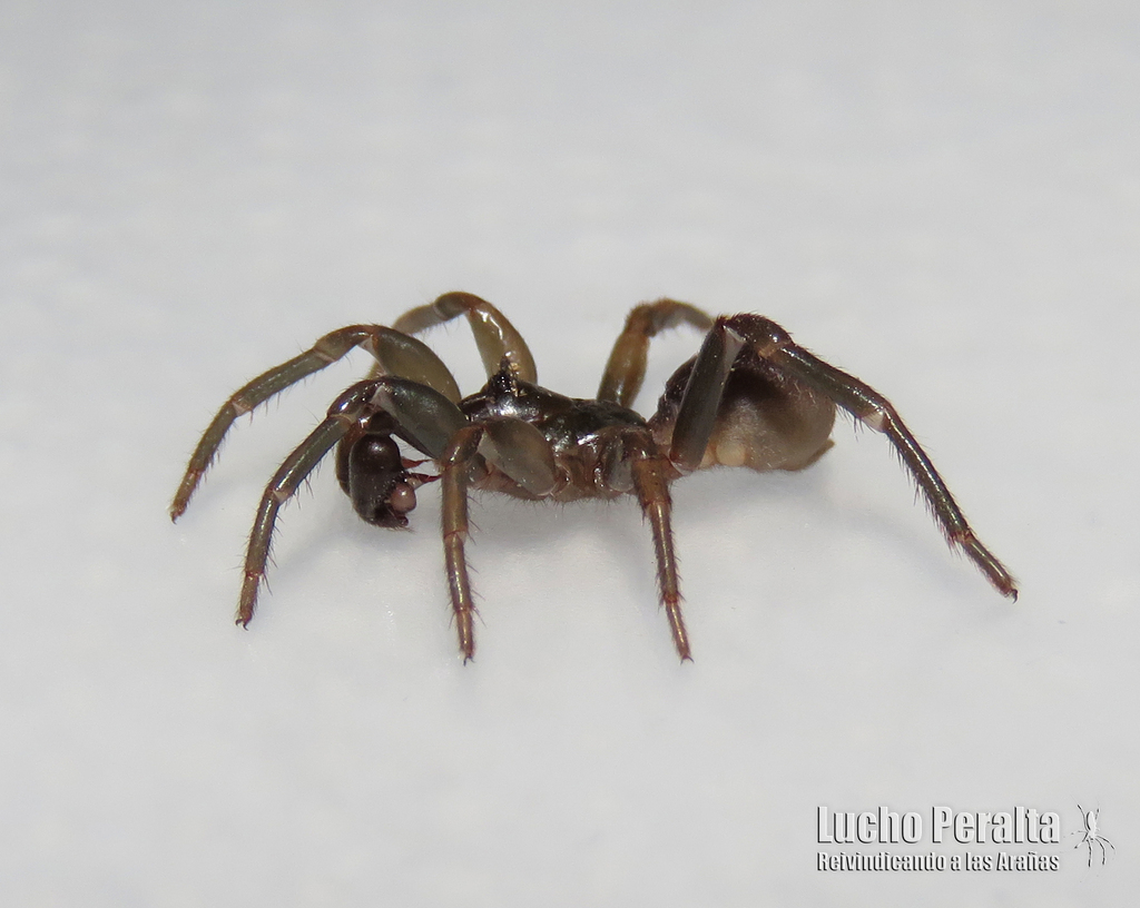 Neocteniza australis