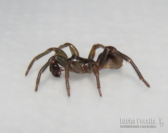 Neocteniza australis