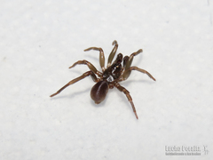 Neocteniza australis