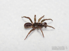 Neocteniza australis