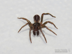 Neocteniza australis