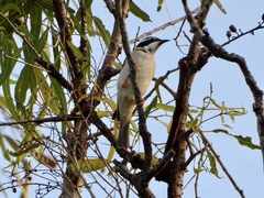 Melithreptus gularis
