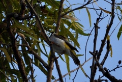 Melithreptus gularis