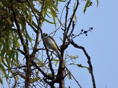 Melithreptus gularis