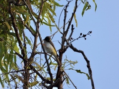 Melithreptus gularis