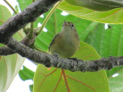 Pachysylvia aurantiifrons