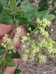 Zanthoxylum arborescens