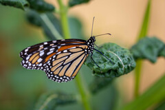 Danaus plexippus