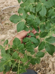 Zanthoxylum arborescens