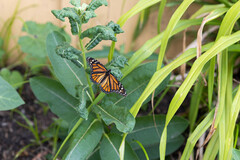 Danaus plexippus