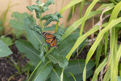 Danaus plexippus