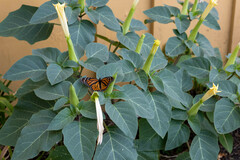 Danaus plexippus