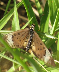 Acraea oncaea