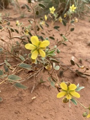 Senna bauhinioides