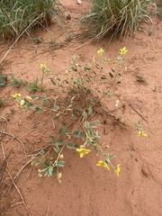 Senna bauhinioides