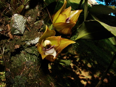 Bifrenaria tetragona