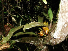 Bifrenaria tetragona