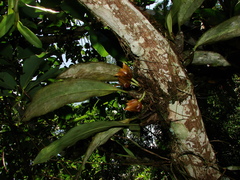 Bifrenaria tetragona