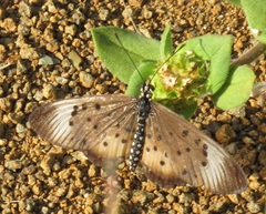 Acraea oncaea