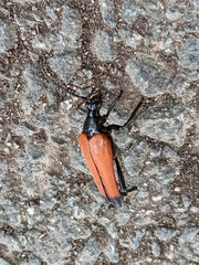 Stenelytrana