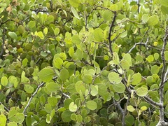 Maytenus
