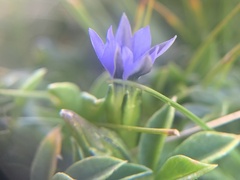 Gentiana prostrata