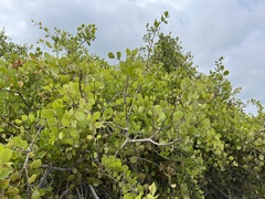 Maytenus