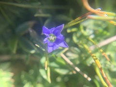 Gentiana prostrata