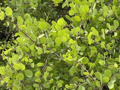 Maytenus