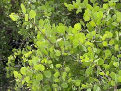 Maytenus