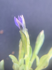 Gentiana prostrata