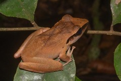 Pristimantis chiastonotus