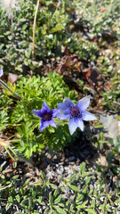 Pulsatilla multiceps