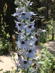 Delphinium cultorum