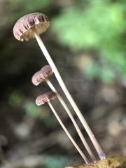 Collybiopsis quercophila