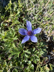 Pulsatilla multiceps