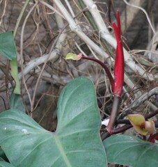 Philodendron erubescens