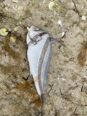 Eques lanceolatus